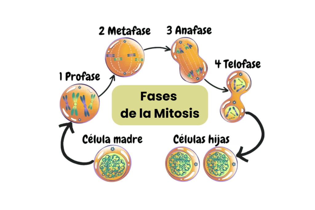Fases de la mitosis explicadas de forma sencilla para estudiar