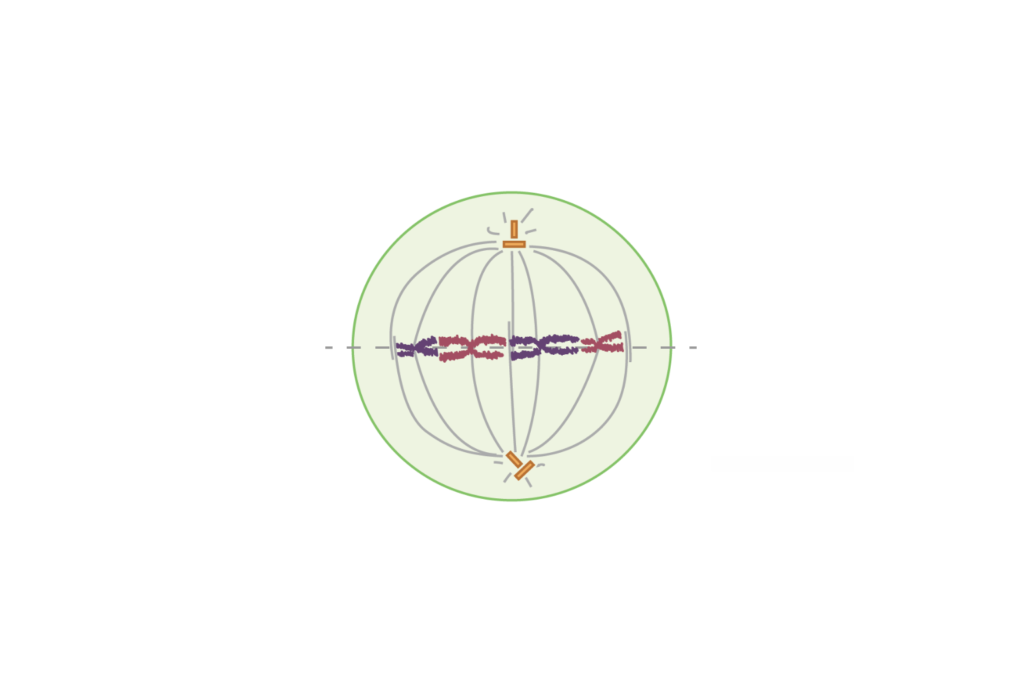 Metafase de la mitosis con cromosomas alineados en el centro